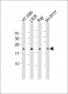 Bax Antibody (BH3 Domain Specific)